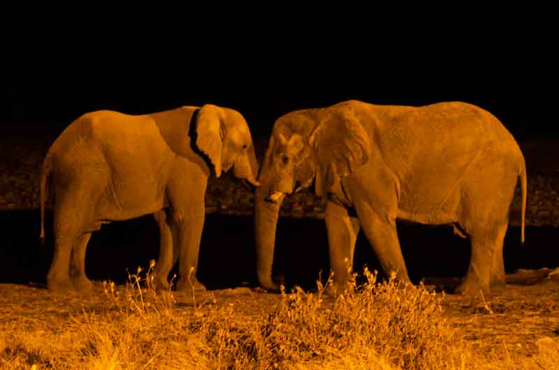 92 - Namibia - elefantes - imagen nocturna - Okaukuejo - parque nacional de Etosha